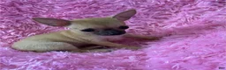 Chihuahua dogs for sale: Teacup Chihuahua 1 - Ad 2
