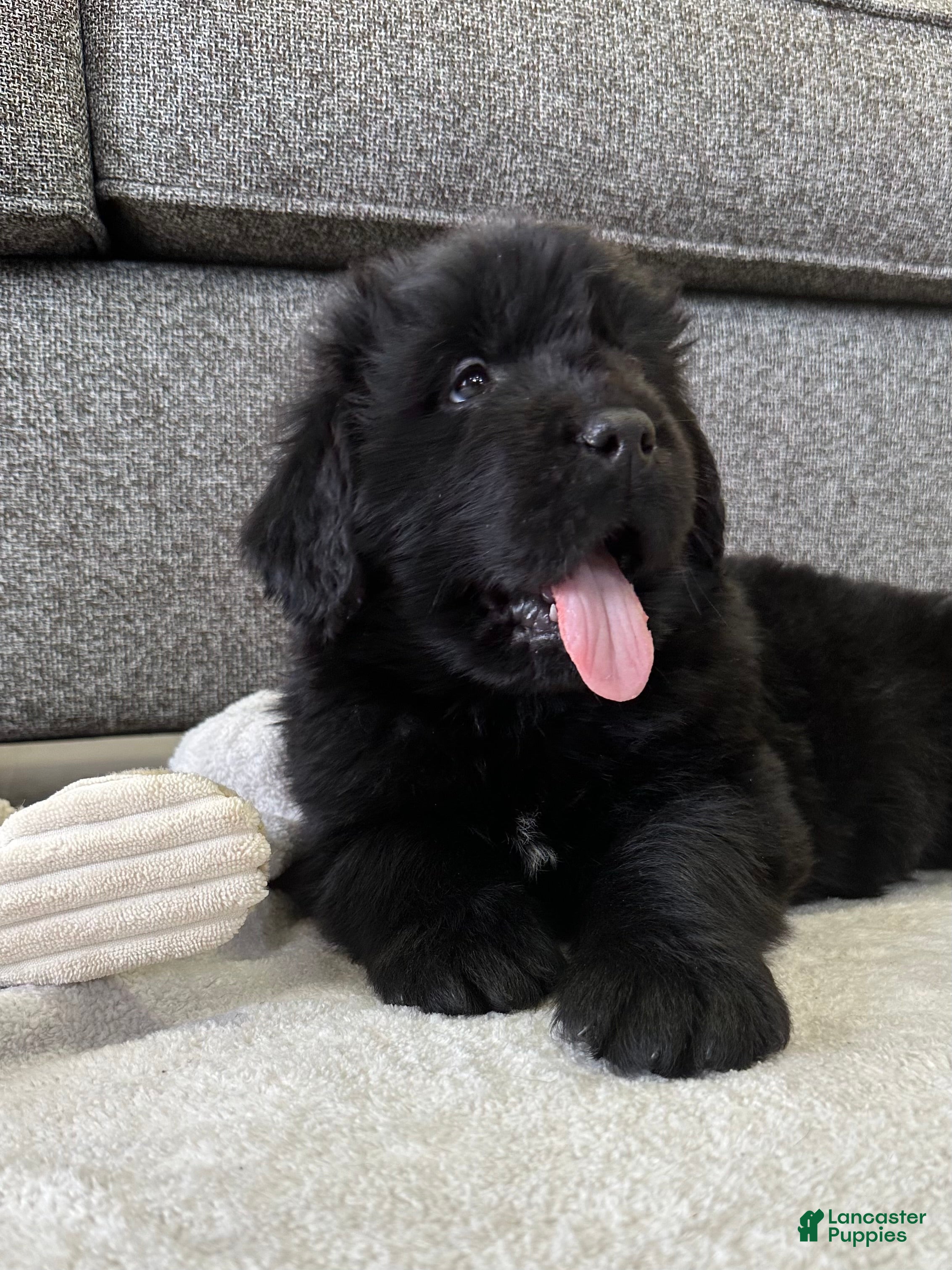 Newfoundland dogs OFA,AKC,CH, “ Jackson Cancrimo” - Ad 1