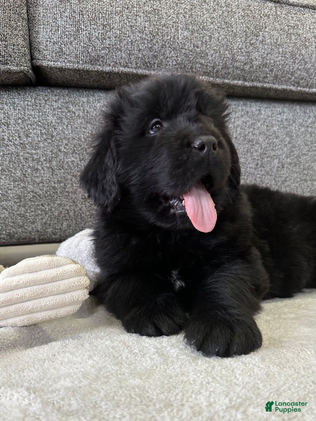 Newfoundland dogs for sale: OFA,AKC,CH, “ Jackson Cancrimo” - Ad 1