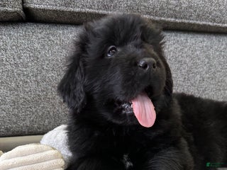 Newfoundland dogs OFA,AKC,CH, “ Jackson Cancrimo” - Ad 1