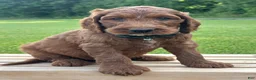 Irish Doodle dogs for sale: Finnley - Ad 4
