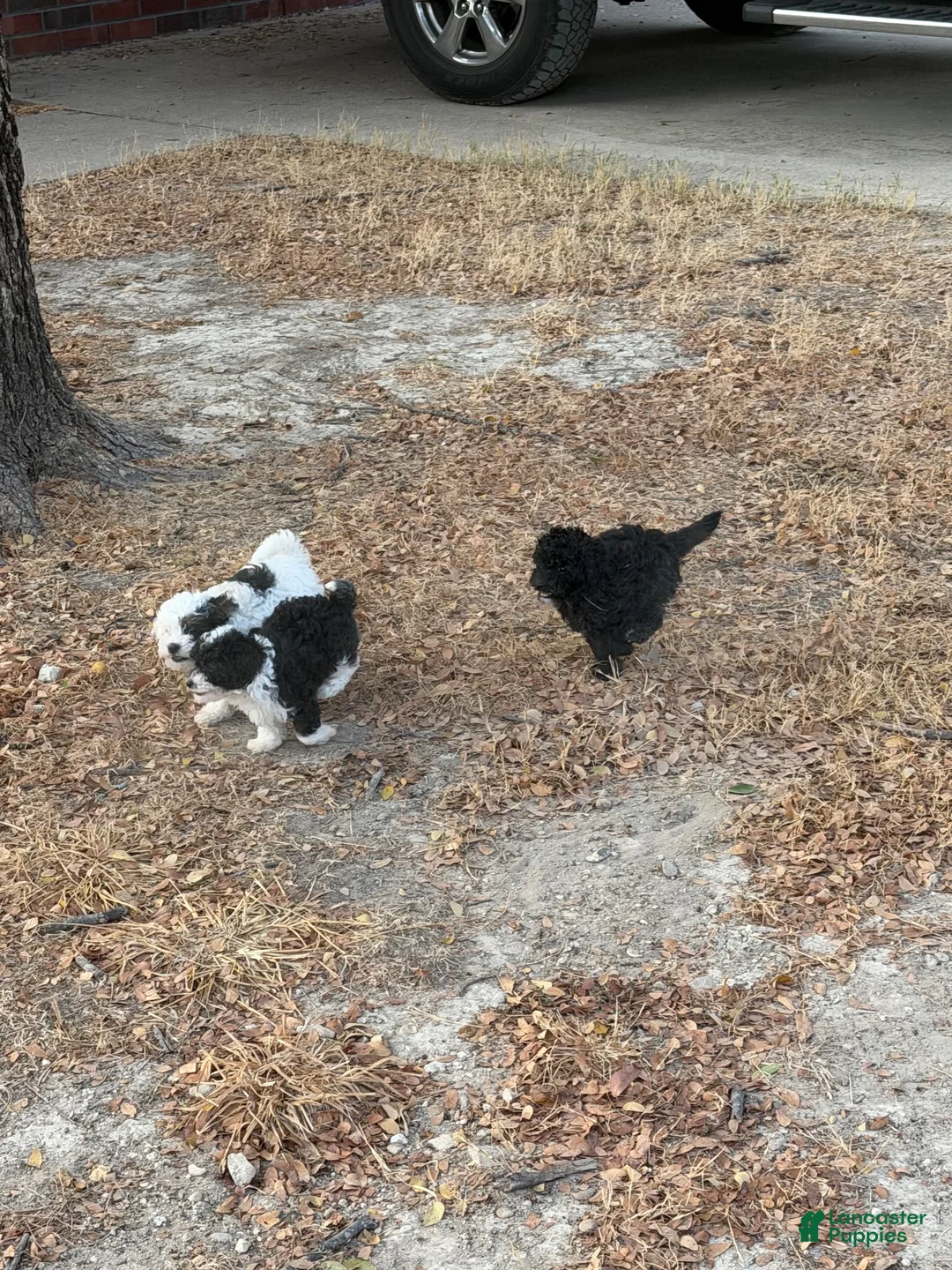 Toy Poodle dogs for sale: Toy Poodle black and white  - Ad 4