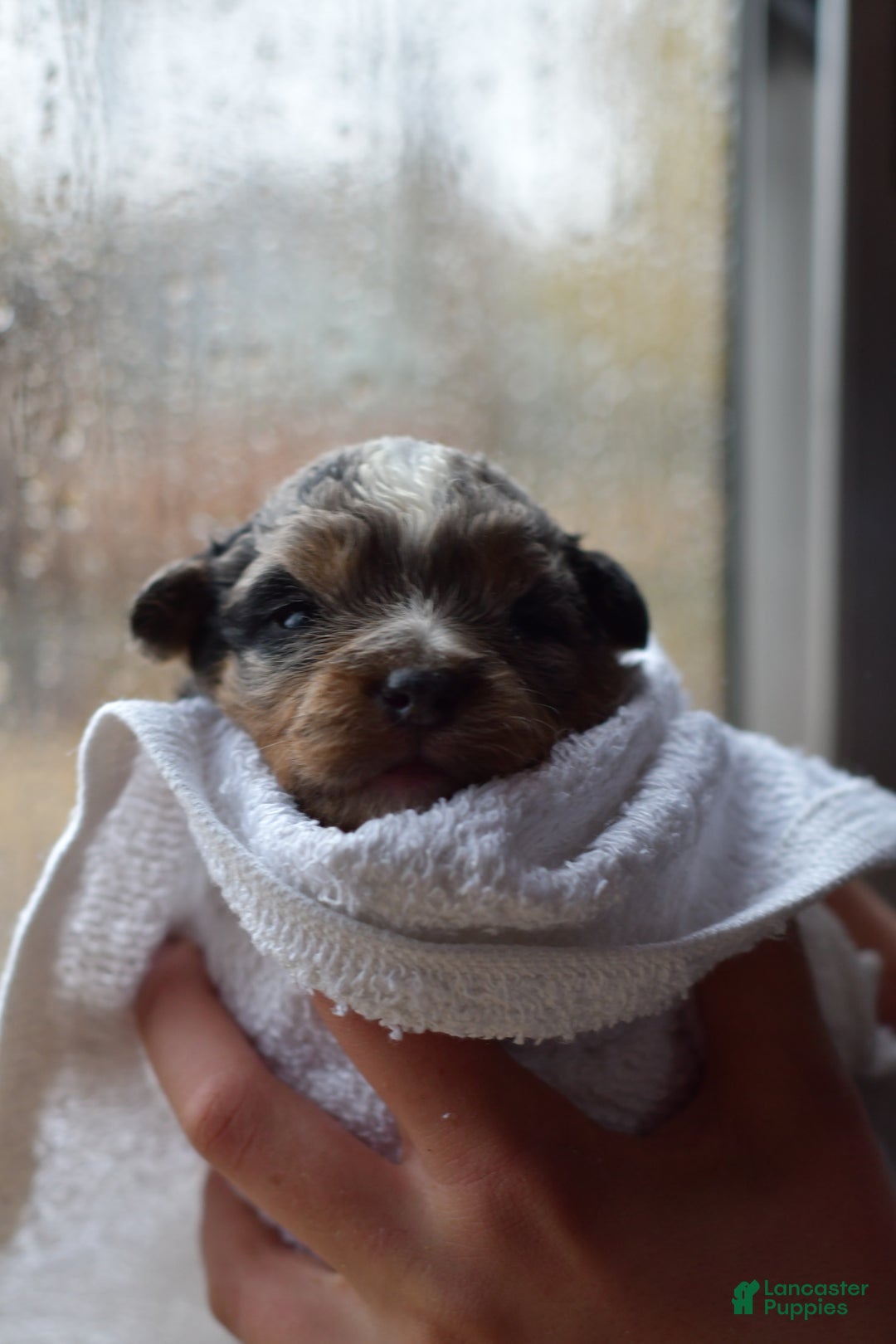 Mini Aussiedoodle dogs for sale: Cash - Ad 51