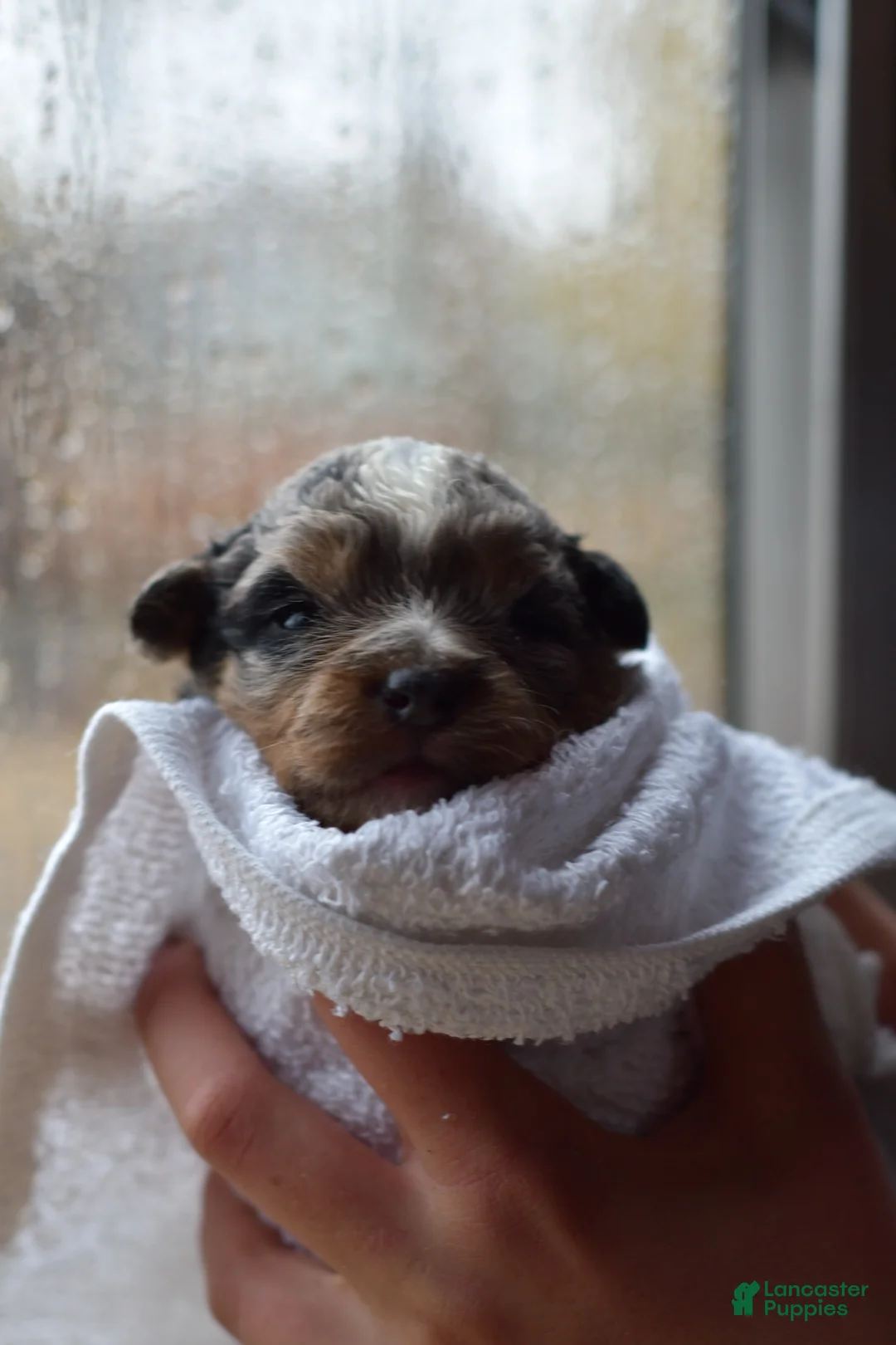 Mini Aussiedoodle dogs for sale: Rory - Ad 19