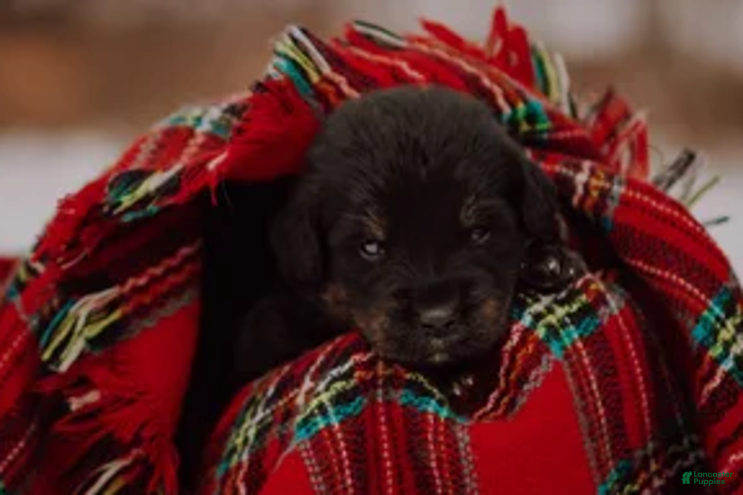 Mixed Breed dogs for sale: Glacier - Ad 5