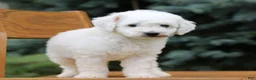 Mini Goldendoodle dogs for sale: Cream  - Ad 4