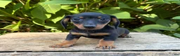 Dachshund dogs for sale: Remington - Ad 7