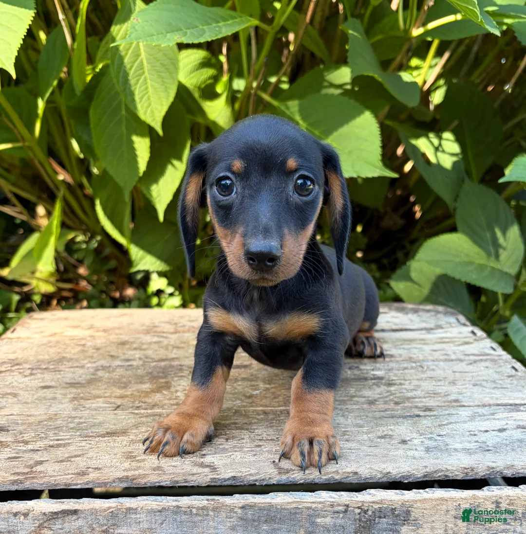 Dachshund dogs for sale: Remington - Ad 7