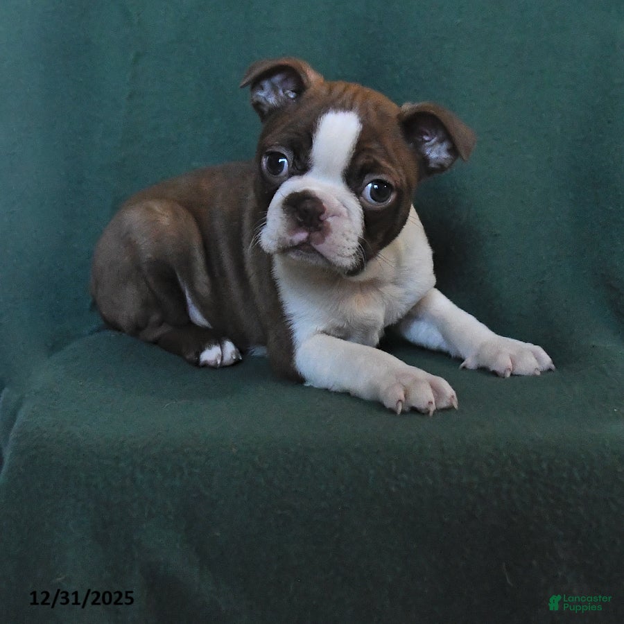 Boston Terrier dogs Tucker - Ad 33