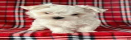 Maltese dogs for sale: Banjo - Ad 7
