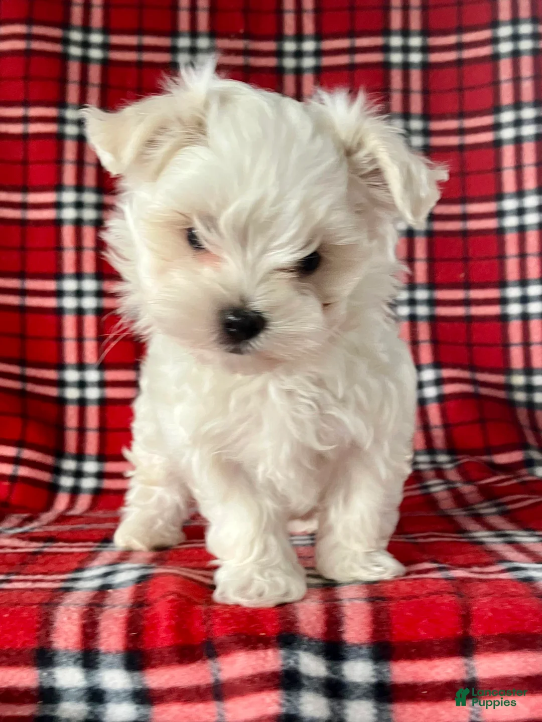 Maltese dogs for sale: Banjo - Ad 7