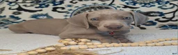Weimaraner dogs for sale: Norris - Ad 4