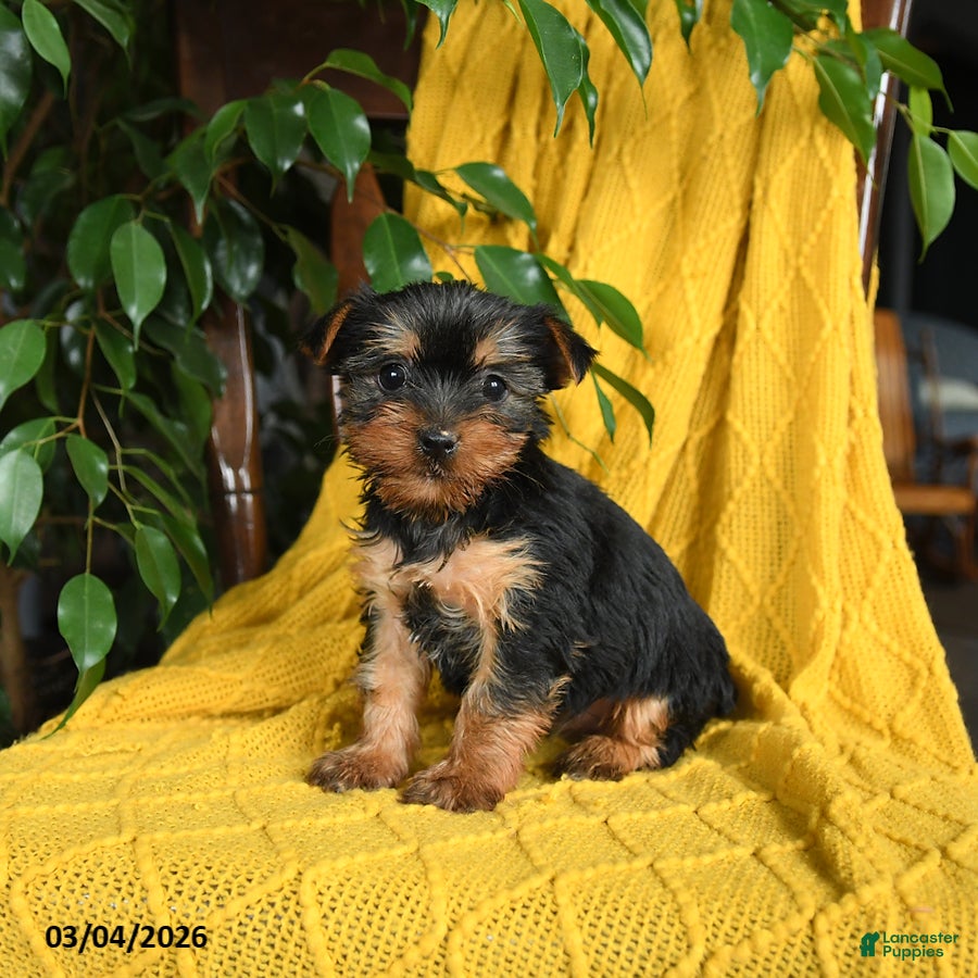 Yorkshire Terrier dogs Nina - Ad 2