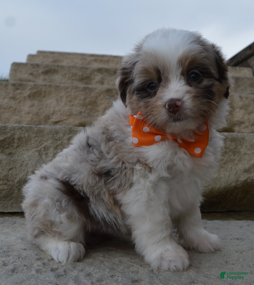 Mini Aussiedoodle dogs for sale: Toy Axel - Ad 5