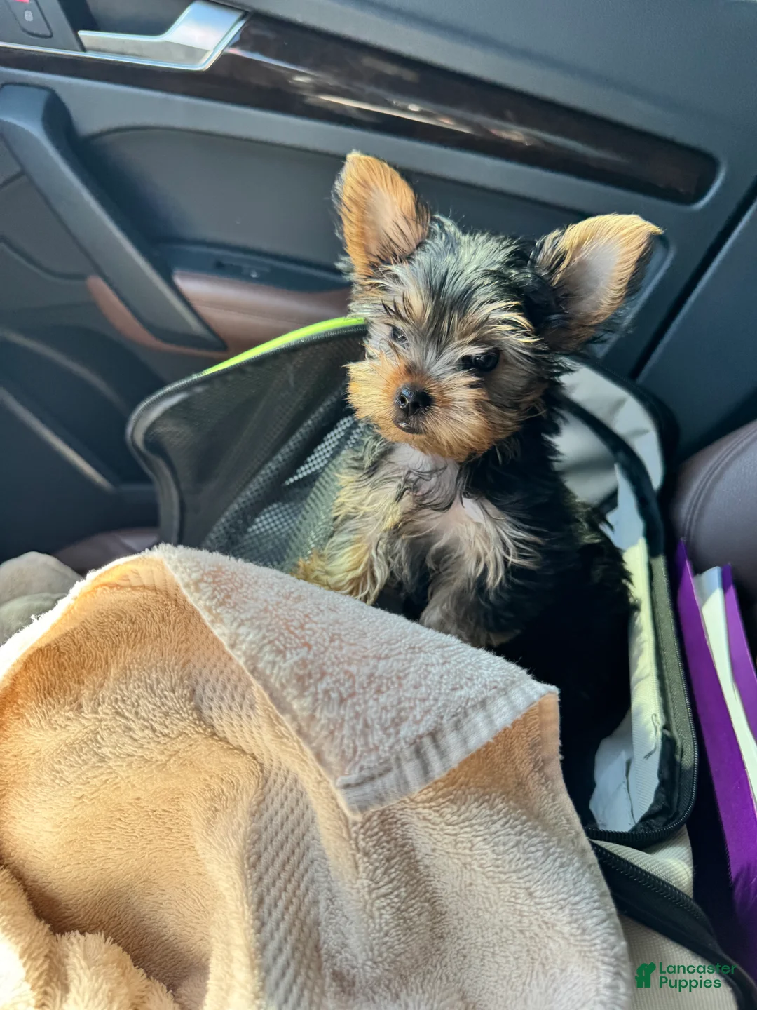 Yorkshire Terrier dogs for sale: Yorkshire Terrier Puppy 1 - Ad 1