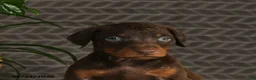 Doberman Pinscher dogs for sale: Norman - Ad 2
