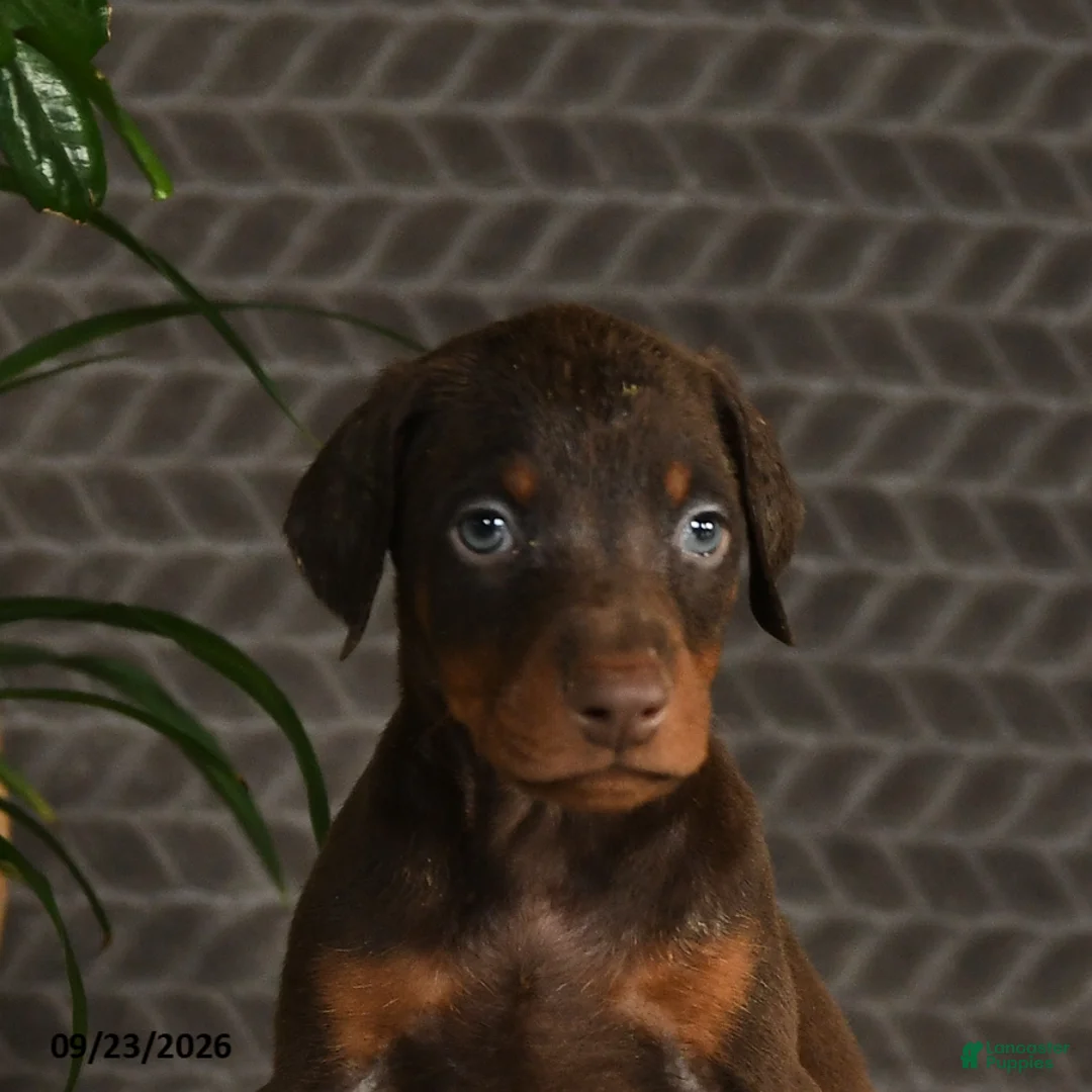 Doberman Pinscher dogs for sale: Norman - Ad 2