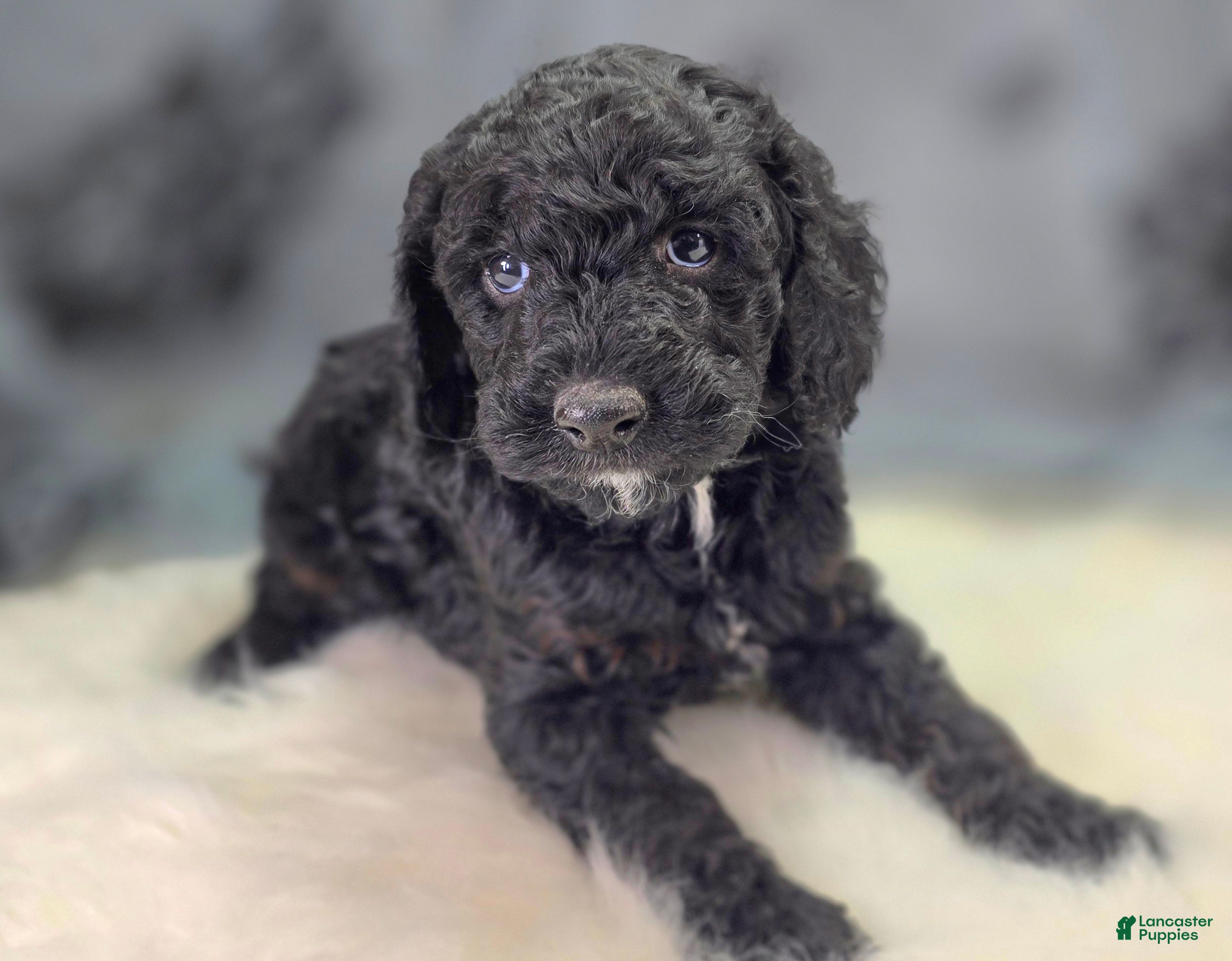 Cockapoo dogs Bell - Ad 13