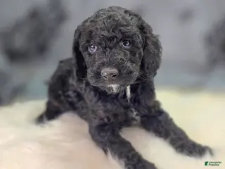 Cockapoo dogs Bell - Ad 13