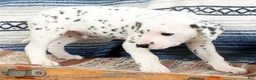 Dalmatian dogs for sale: Tyson - Ad 6