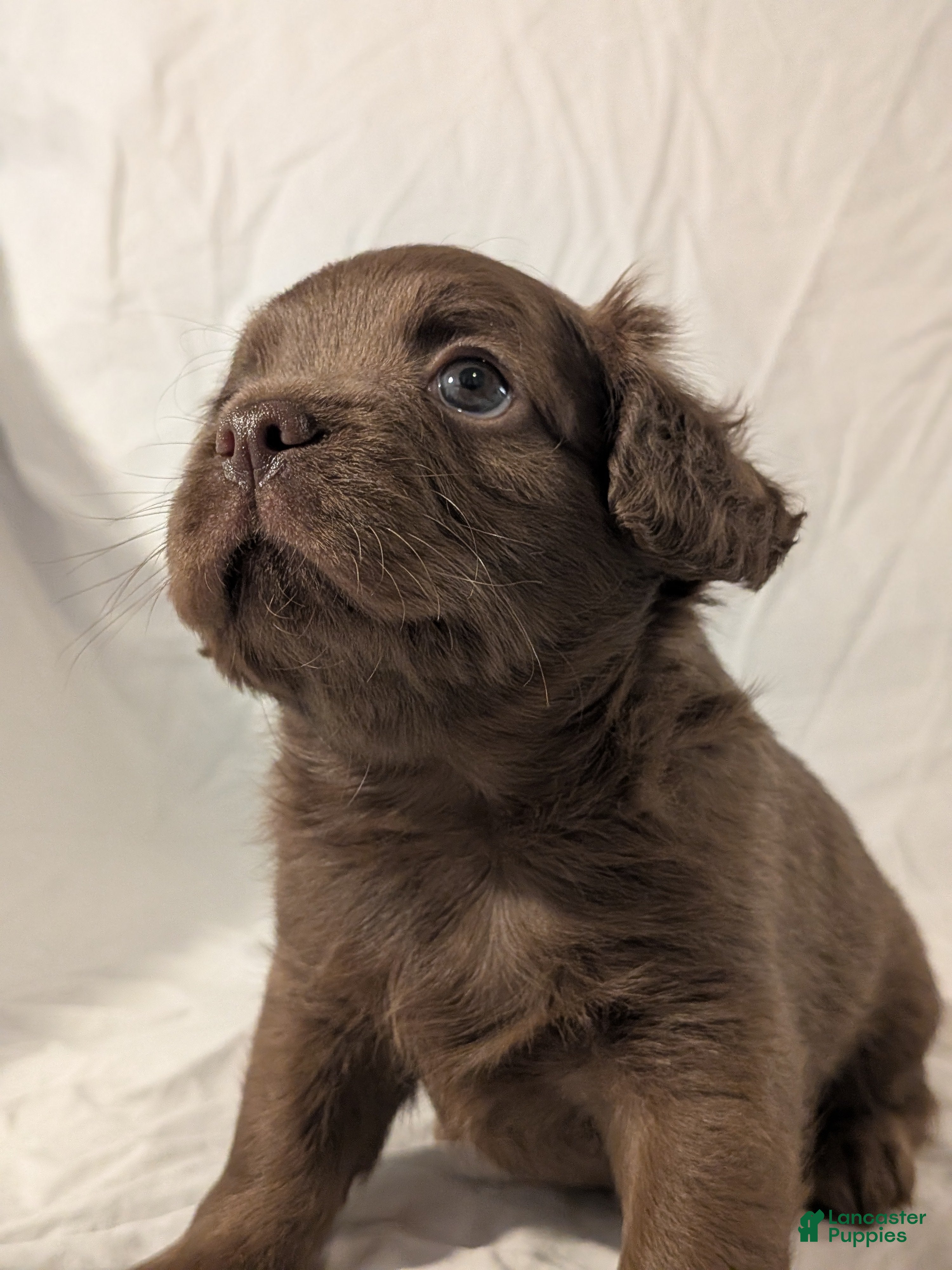 Mixed Breed dogs Rocky - Ad 2