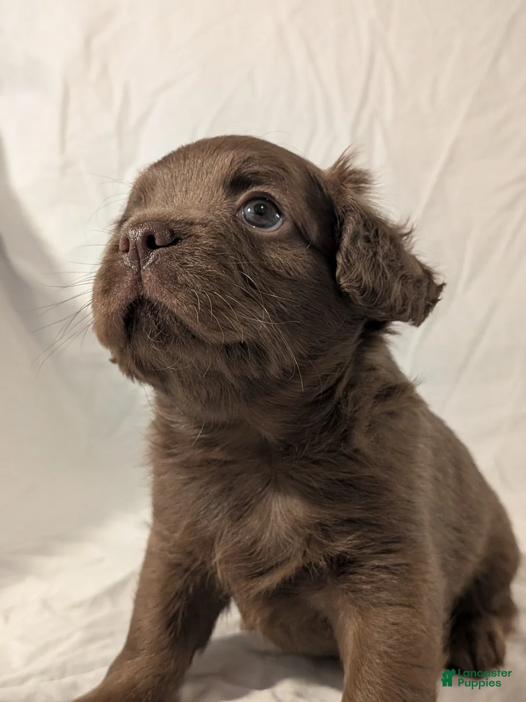 Mixed Breed dogs for sale: Rocky - Ad 2