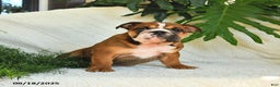English Bulldog dogs for sale: Melody - Ad 6