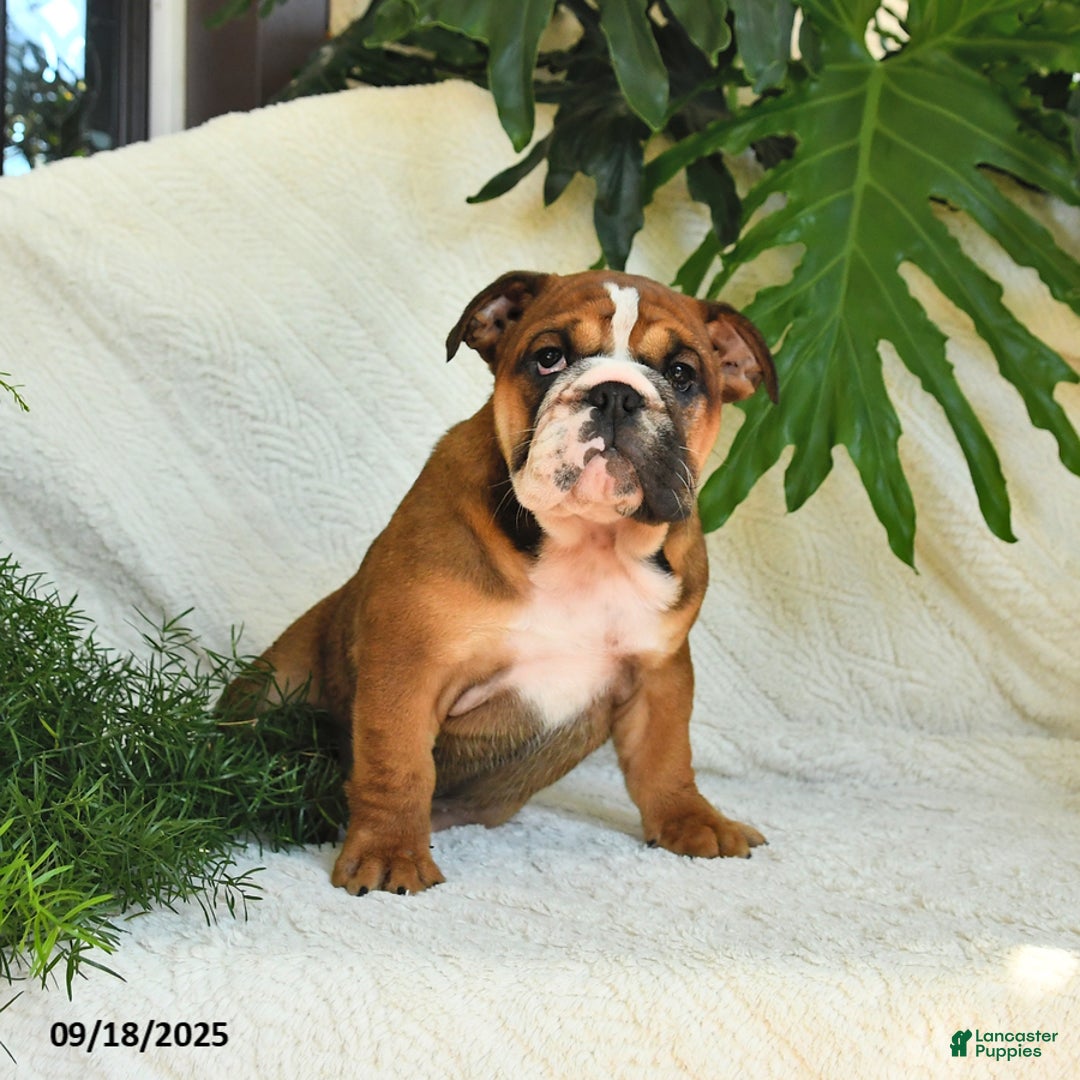 English Bulldog dogs for sale: Melody - Ad 6