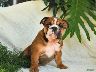 English Bulldog dogs - Ad 3