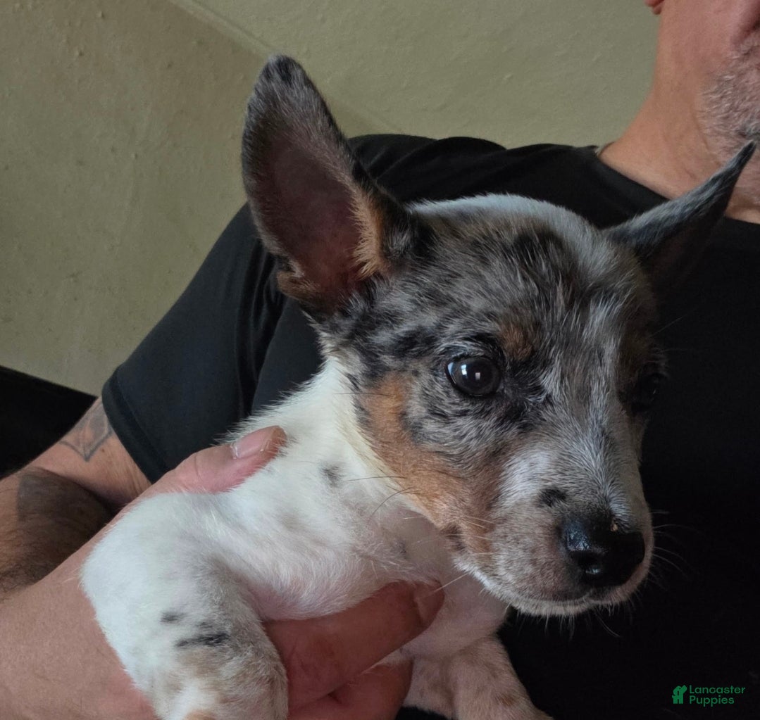 Chiweenie dogs for sale: Keno - Ad 13