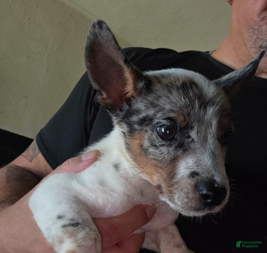 Chiweenie dogs for sale: Keno - Ad 1