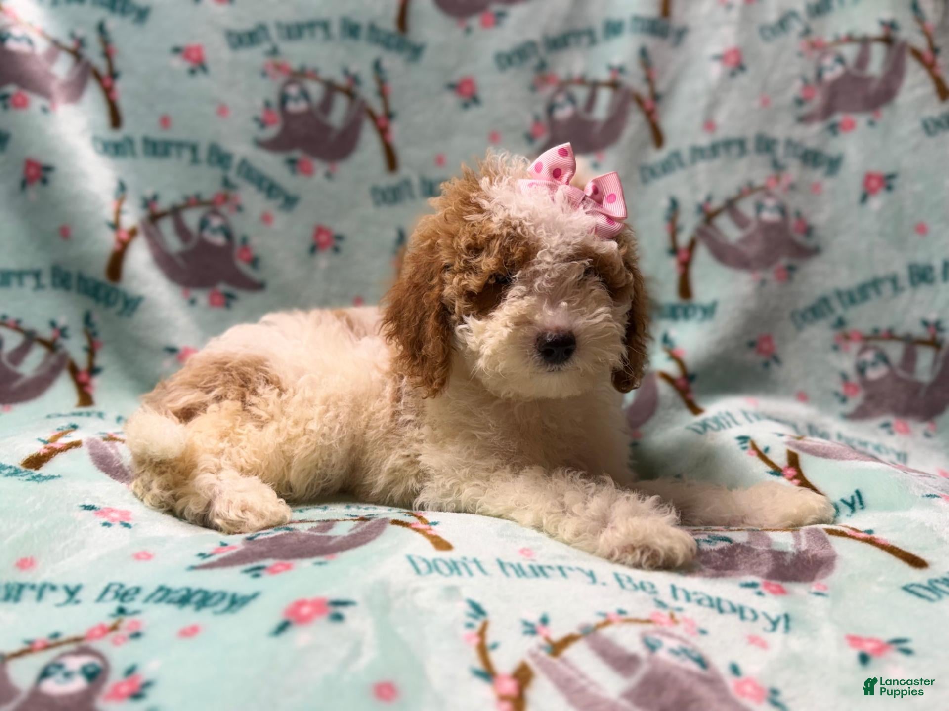 Miniature Poodle dogs Taffy - Ad 18