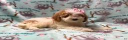 Miniature Poodle dogs for sale: Taffy - Ad 1