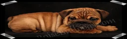 English Bulldog dogs for sale: Raven (F) - Ad 7