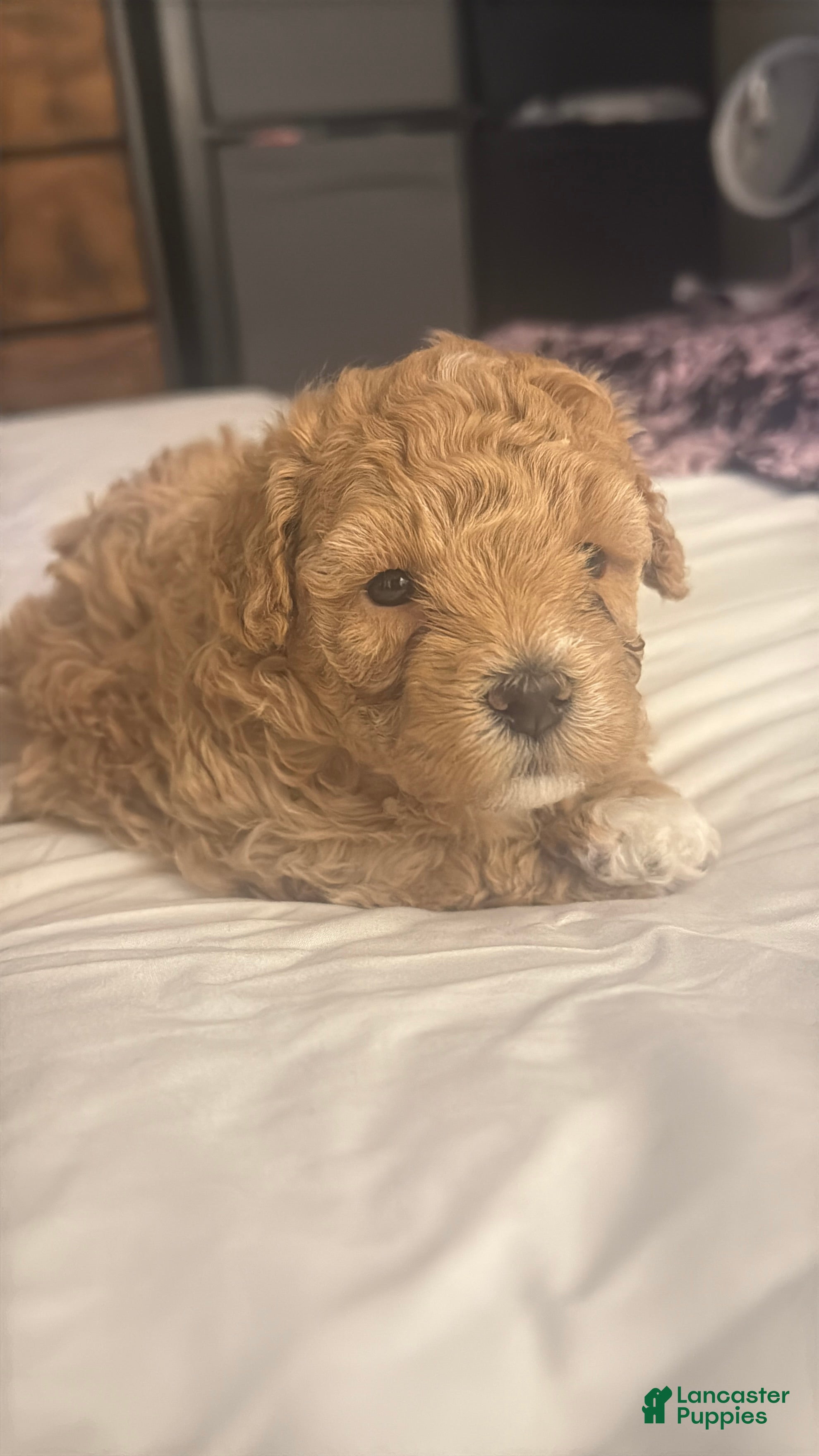 Maltipoo dogs Maltipoo Puppy 1 - Ad 22