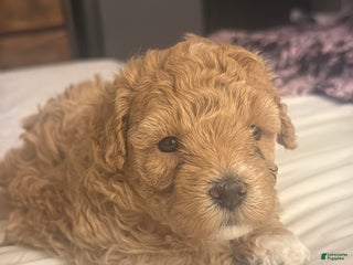 Maltipoo dogs Maltipoo Puppy 1 - Ad 6