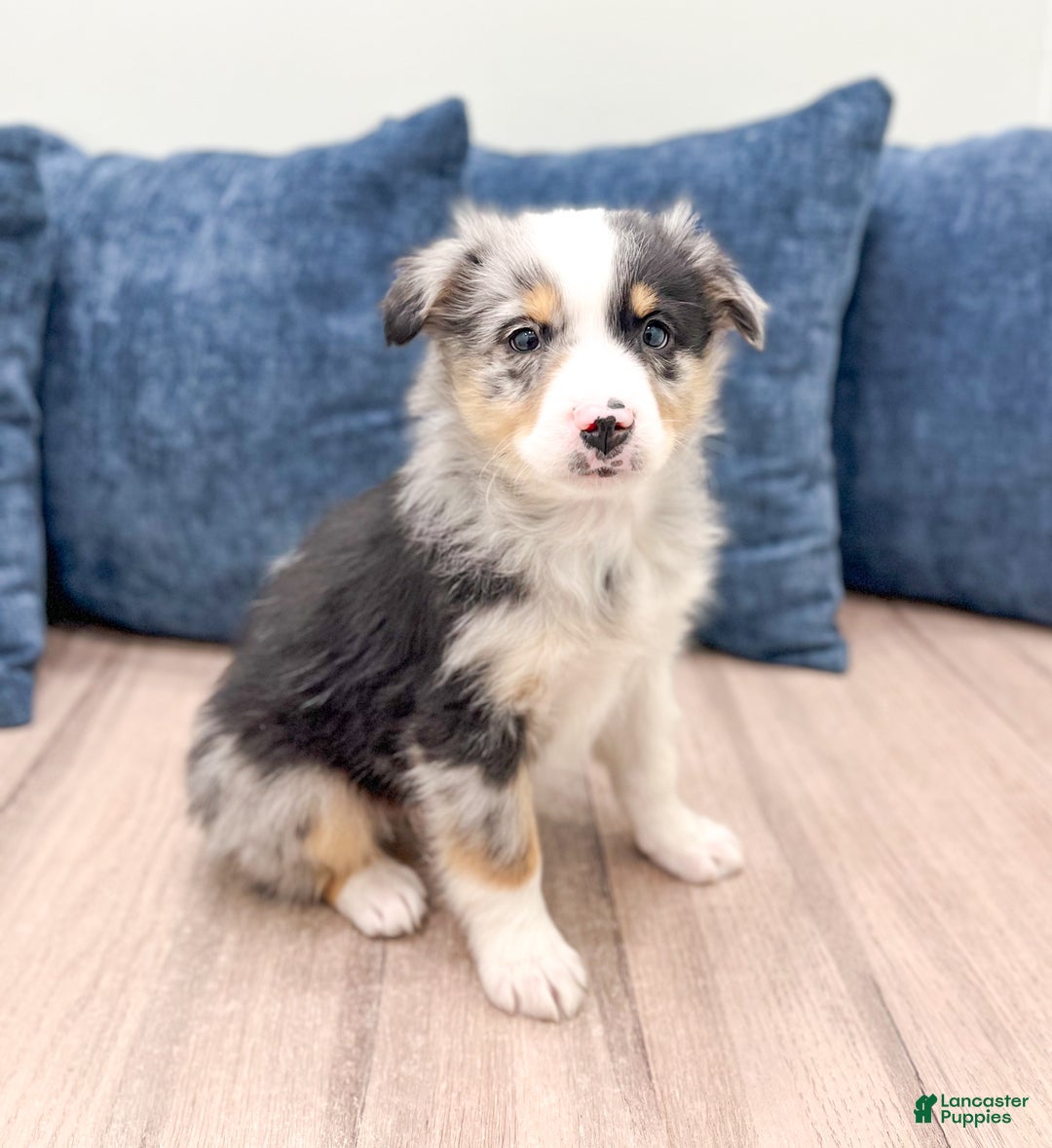 Miniature Australian Shepherd dogs for sale: Bo - Ad 3