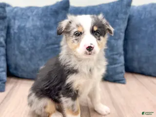 Miniature Australian Shepherd dogs Bo - Ad 41