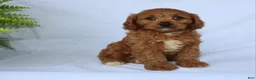 Cavapoo dogs for sale: Sugar - Ad 8