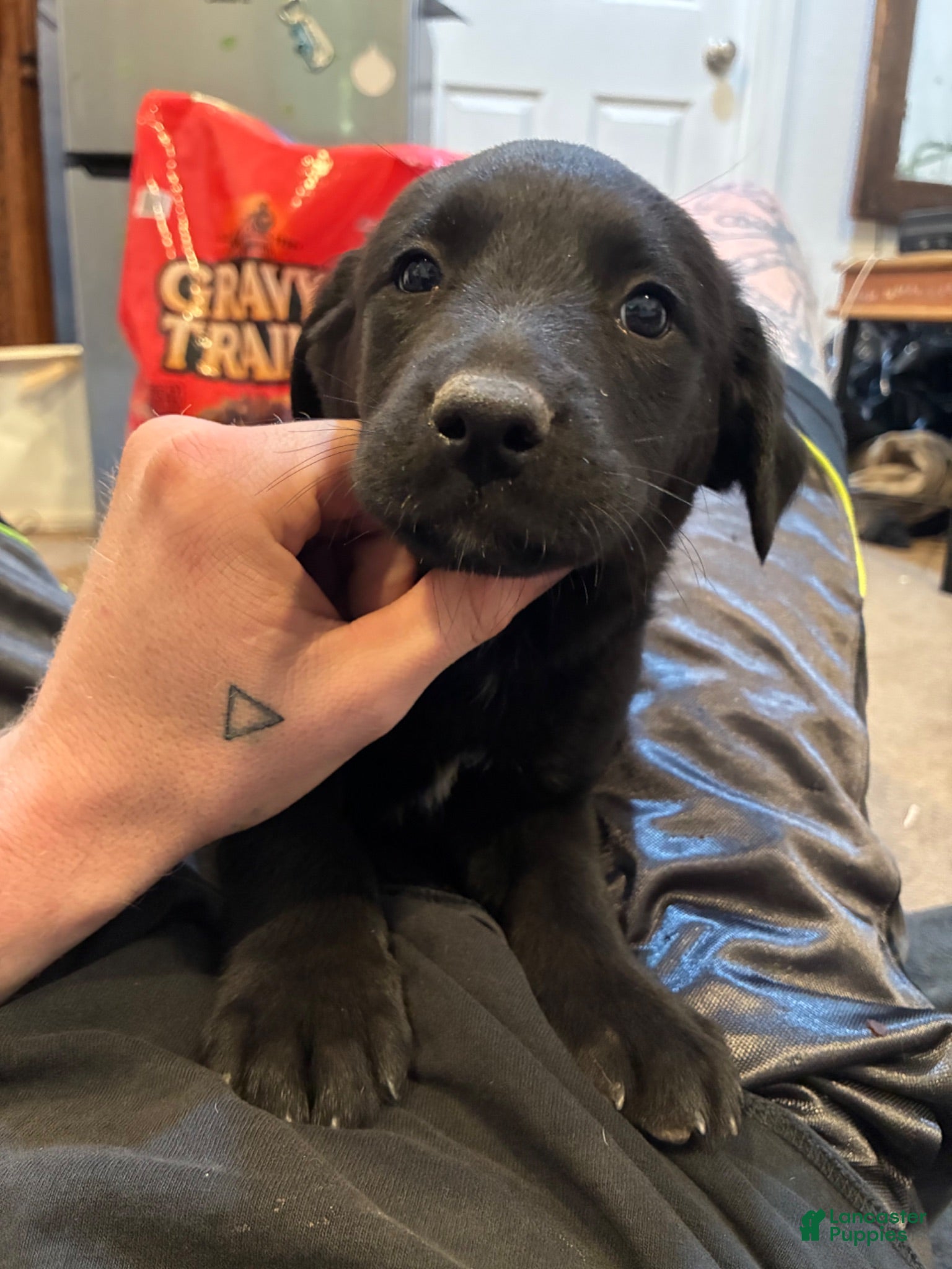 Labrador Retriever dogs Labrador Retriever 3 - Ad 17
