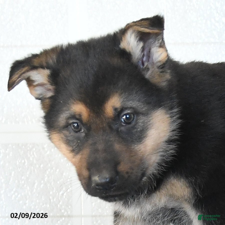 German Shepherd dogs Unice - Ad 2