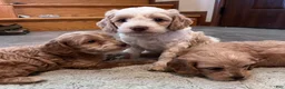 Cockapoo dogs for sale: Buff and white/brown and black nose  - Ad 11