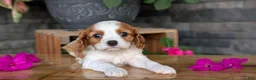 Cavalier King Charles Spaniel dogs for sale: Leo - Ad 10