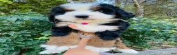 Bernedoodle dogs for sale: Peach Bellini - ultra Bernedoodle  - Ad 3