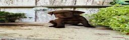 Labrador Retriever dogs for sale: Milo - Ad 8