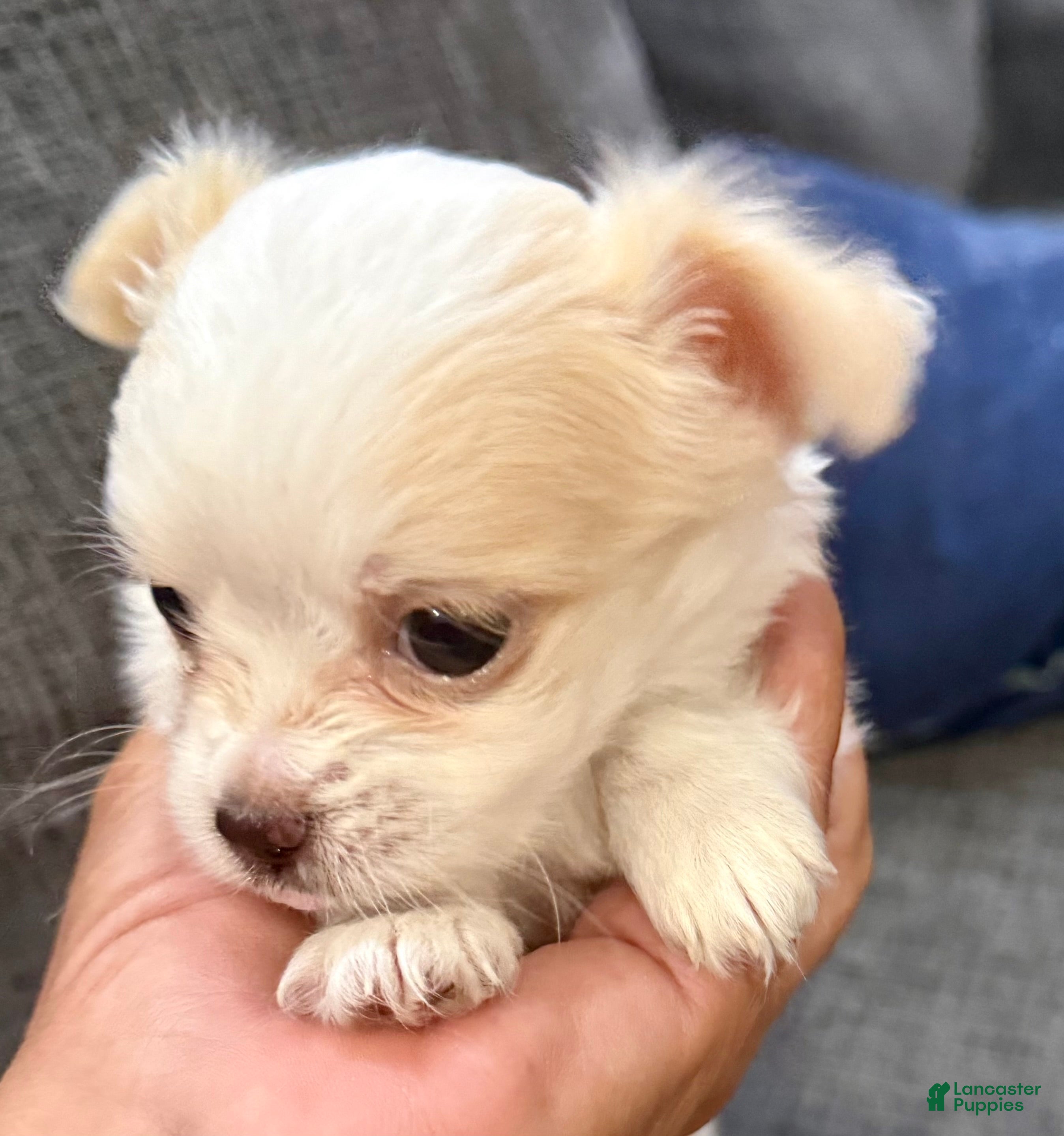 Chihuahua dogs Ice - Ad 1