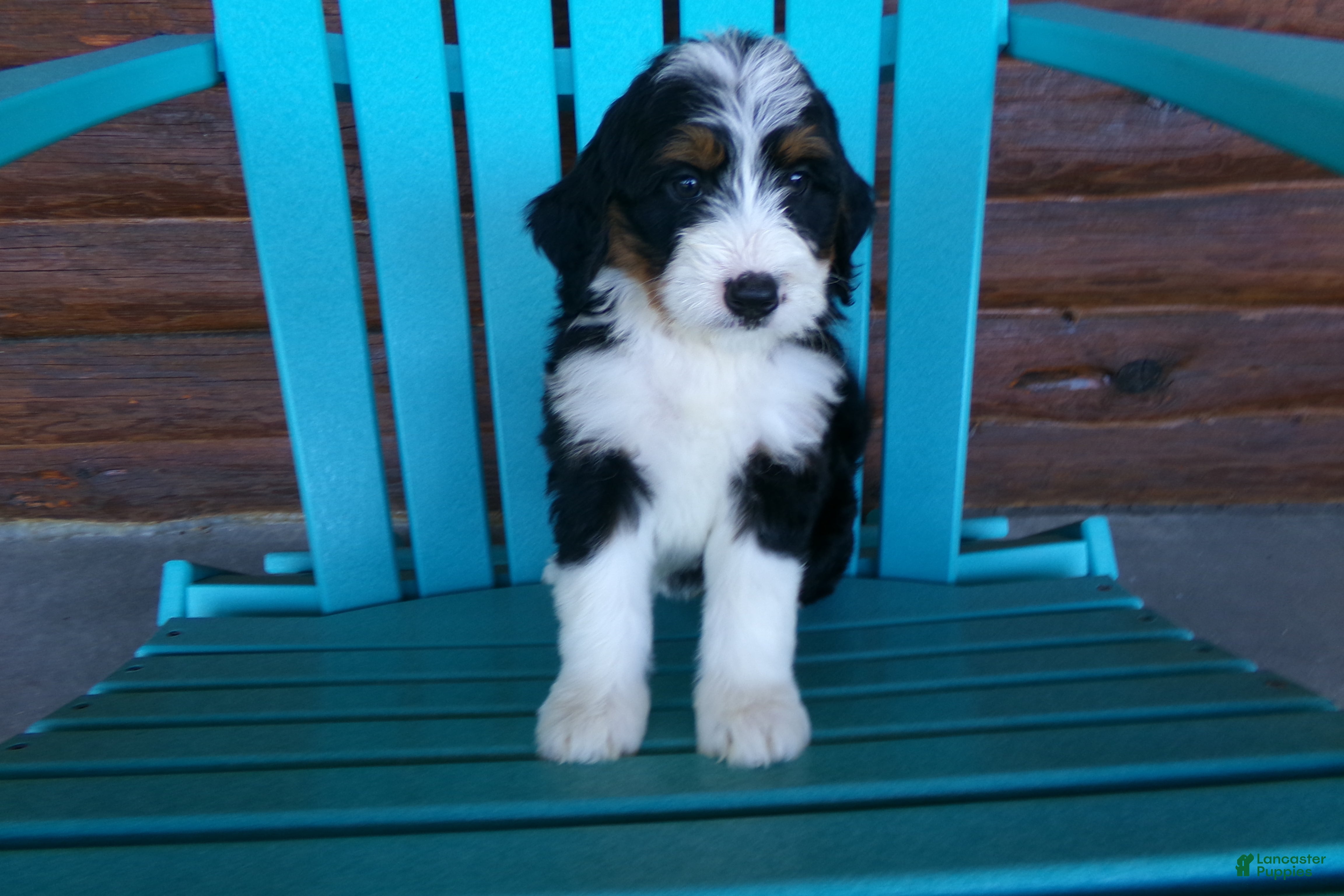 Mini Bernedoodle dogs Butter Cup - Ad 2