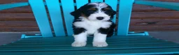 Mini Bernedoodle dogs for sale: Butter Cup - Ad 2