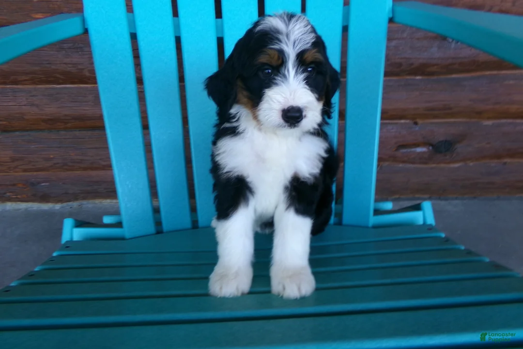 Mini Bernedoodle dogs for sale: Butter Cup - Ad 2