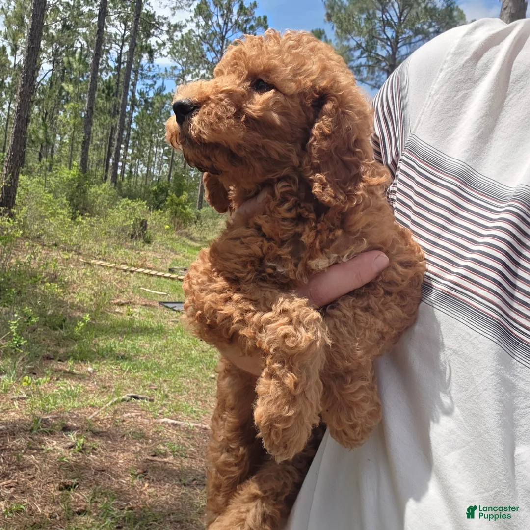 Goldendoodle dogs for sale: Ollie - Ad 1